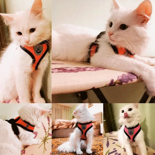 Correa transpirable para Perro y Gato