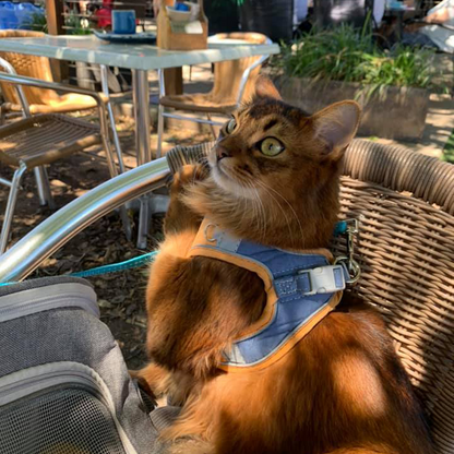 Arnes para gatos