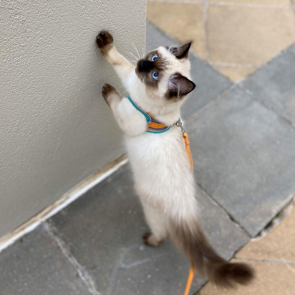 Arnes para gatos