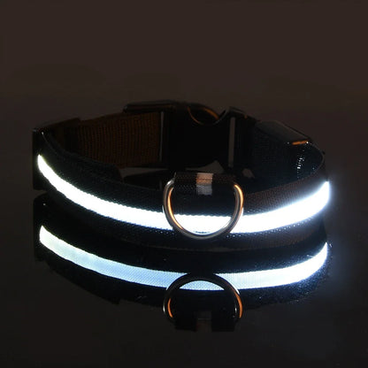Correa LED para Mascotas