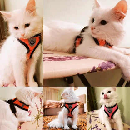 Correa transpirable para Perro y Gato