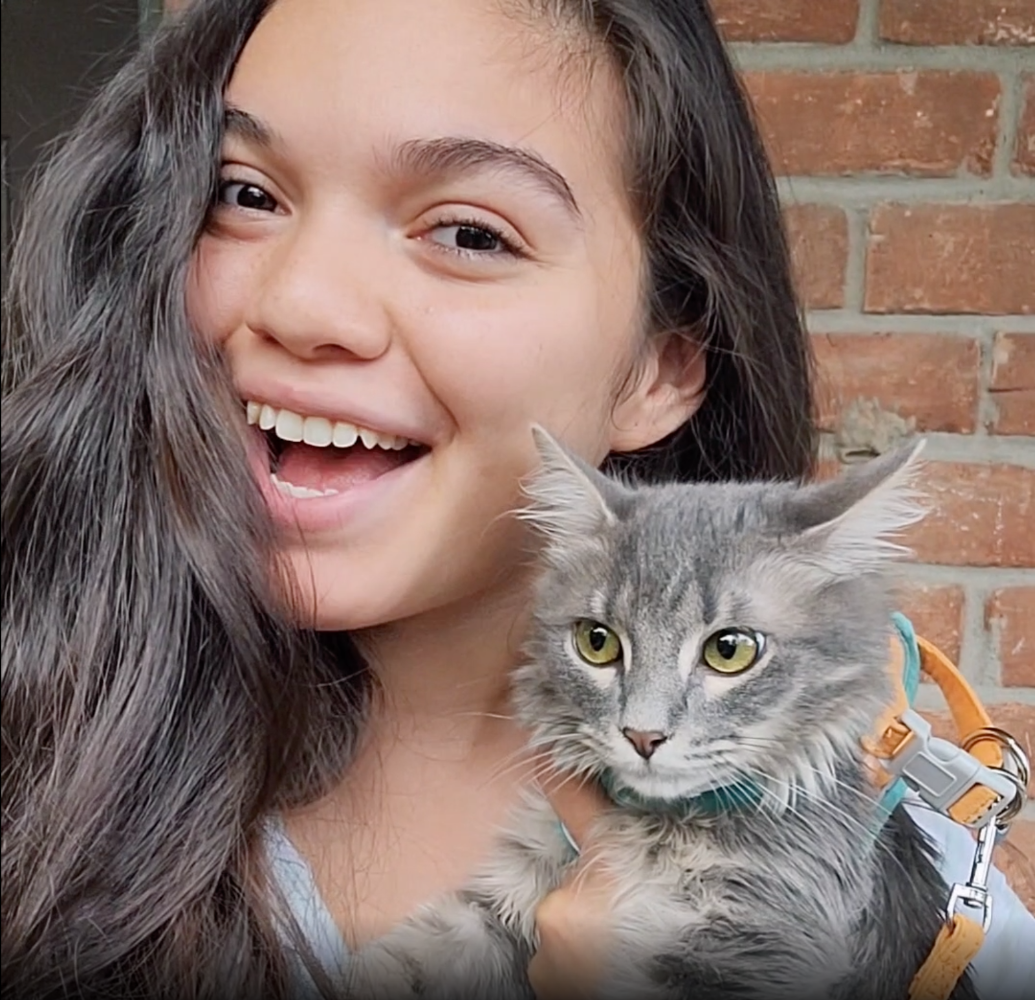 Arnes para gatos