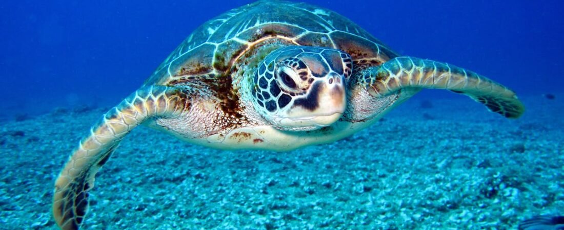 Nutrición para Tortugas: ¿Qué, Cuándo y Cómo Alimentar a tu Mascota Adecuadamente?