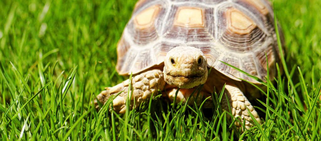 Terrarios para Tortugas: Proporcionando un Hogar Ideal con el Espacio Adecuado